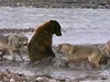 Clip: Gấu xám tử chiến với đàn sói 4 con chỉ vì "chiếc bụng đói"