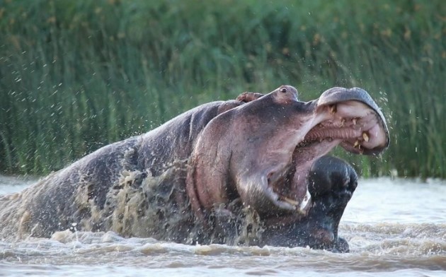 Clip: Khi loài động vật nguy hiểm bậc nhất ở châu Phi không giữ được "cái đầu lạnh"