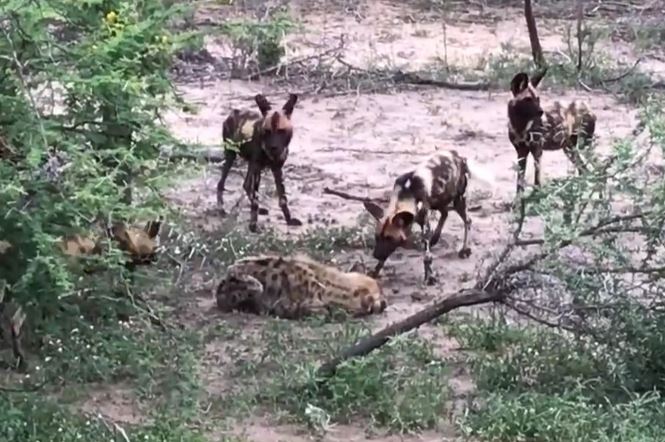 Kết cục bi thảm của linh cẩu khi lọt vào vòng vây chó hoang châu Phi