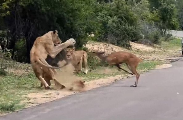 Clip: Kỳ lạ, con linh dương chạy thục mạng đến dâng hiến bản thân mình cho đàn sư tử