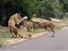Clip: Kỳ lạ, con linh dương chạy thục mạng đến dâng hiến bản thân mình cho đàn sư tử