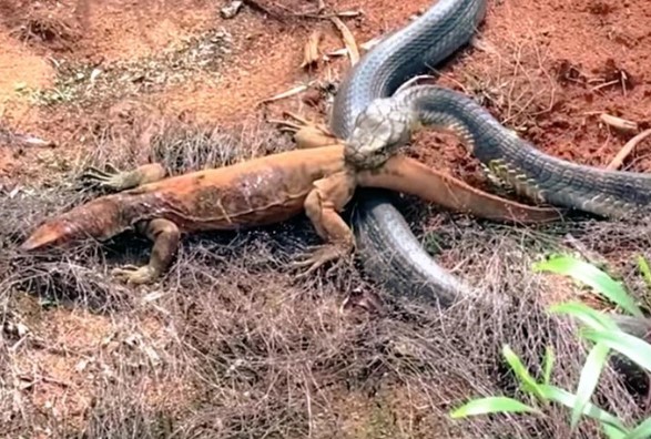 Clip: Cuộc chiến không cân sức giữa rắn hổ mang chúa và kỳ đà
