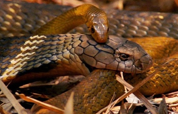 Clip: Đụng độ nhầm Vua của loài rắn, con rắn chuột nhận cái kết thảm khốc