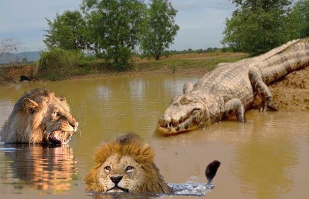 Clip: Bơi ngang qua sông, hai con sư tử đực rơi vào trận địa phục kích của cá sấu sông Nin