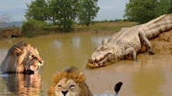 Clip: Bơi ngang qua sông, hai con sư tử đực rơi vào trận địa phục kích của cá sấu sông Nin