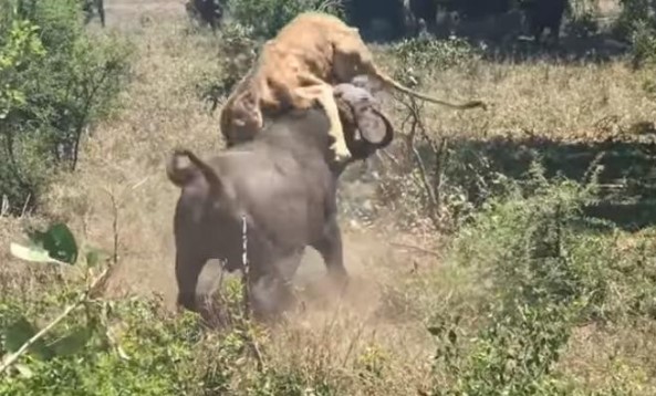 Clip: Khi sa cơ lỡ vận, sư tử "cay đắng" chịu cảnh bị trâu rừng tấn công, lùa chạy như vịt