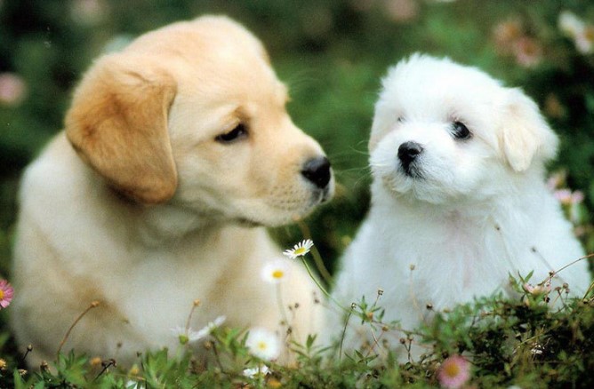 Tử vi tuổi Tuất tháng 6/2024: Vấp váp nhiều trở ngại, đề phòng kẻ xấu phá hoại thành quả mình đã gây dựng được