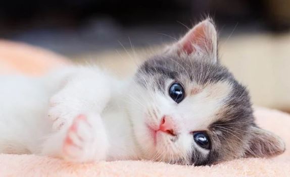 Tài lộc đủ đầy: 3 tuổi bứt phá thần tốc, giàu đổ vách tháng từ giữa tháng 5 âm