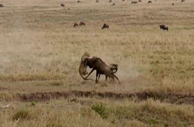 Linh dương đầu bò mẹ liều lĩnh húc tung báo hoa mai để cứu con