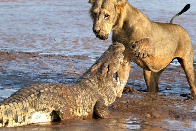 Clip: Tranh giành miếng mồi ngon, sư tử đại chiến cá sấu
