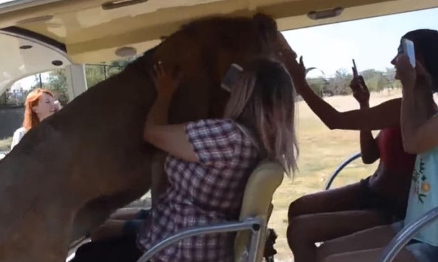 Clip: Sư tử bất ngờ nhảy vào xe của đoàn khách du lịch và cái kết khiến chúng ta phải suy nghĩ