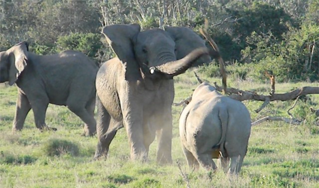 Bị con tê giác lao vào tấn công, con voi bình tĩnh ném cành cây về phía nó, tỏ vẻ đe dọa. Bị con tê giác lao vào tấn công, con voi bình tĩnh ném cành cây về phía nó, tỏ vẻ đe dọa.
