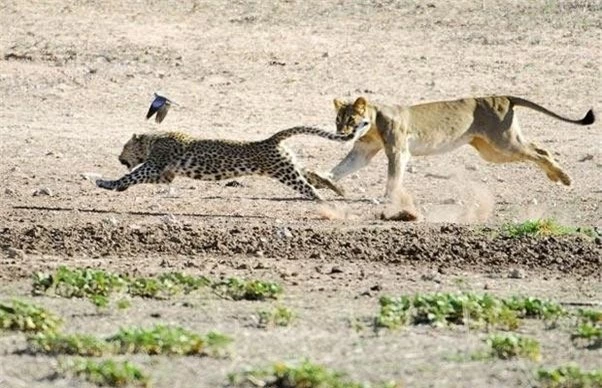 Trong các cuộc đua, sư tử chưa bao giờ là đối thủ của báo săn.