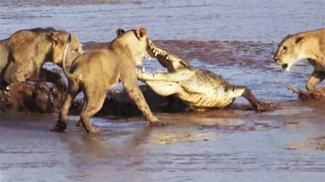 Một mình cá sấu phải chống đỡ 3 con sư tử đói khát, thiện chiến.