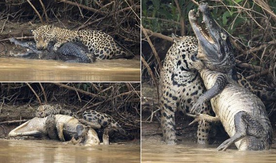Clip: Tinh tế và dũng mãnh, báo đốm giành chiến thắng thuyết phục trước cá sấu khổng lồ
