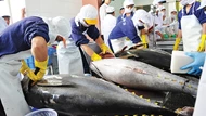 Tháo 3 nút thắt về nguyên liệu để xuất khẩu cá ngừ tái đạt mốc 1 tỷ USD