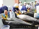 Tháo 3 nút thắt về nguyên liệu để xuất khẩu cá ngừ tái đạt mốc 1 tỷ USD