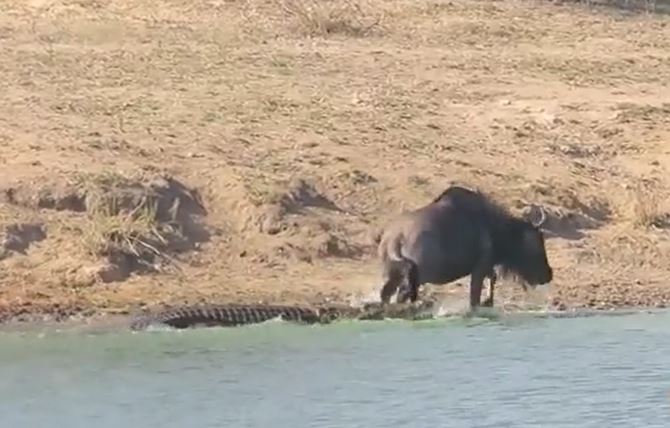 Clip: Khoảnh khắc xuất thần giúp linh dương đầu bò tránh bị cá sấu đoạt mạng