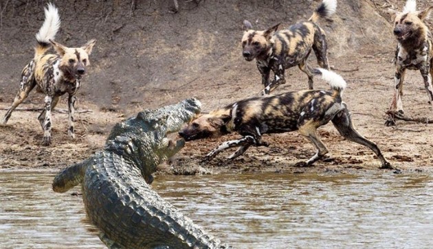 Clip: Khí chất của "vị vua đầm lầy", một mình cá sấu chấp hết đàn chó hoang châu Phi chục con hung hãn
