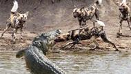 Clip: Khí chất của "vị vua đầm lầy", một mình cá sấu chấp hết đàn chó hoang châu Phi chục con hung hãn