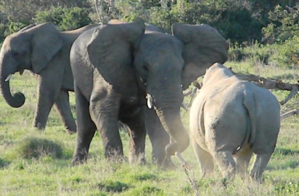 Clip: Hùng hổ tấn công đàn voi châu Phi, con tê giác nhận phải cái kết ê chề