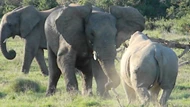 Clip: Hùng hổ tấn công đàn voi châu Phi, con tê giác nhận phải cái kết ê chề