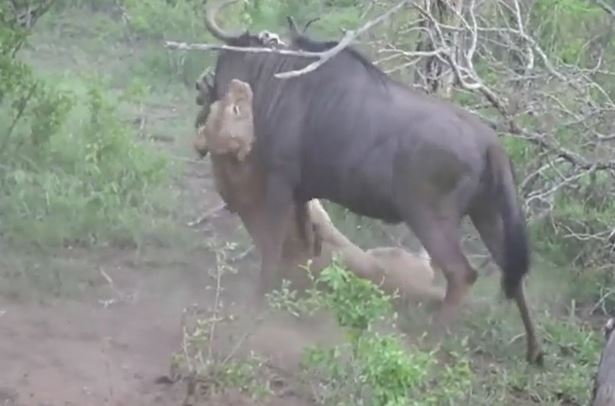 CLIP: Tưởng sắp gặp 'diêm vương', linh dương đầu bò bất ngờ lật ngược tình thế, đả bại sư tử chạy thoát thân