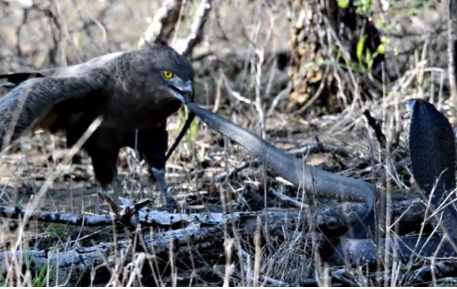 Clip: Lạnh lùng, bình tĩnh rắn hổ mang chống đỡ cực "dẻo" trước đợt tấn công dồn dập đến từ chim đại bàng