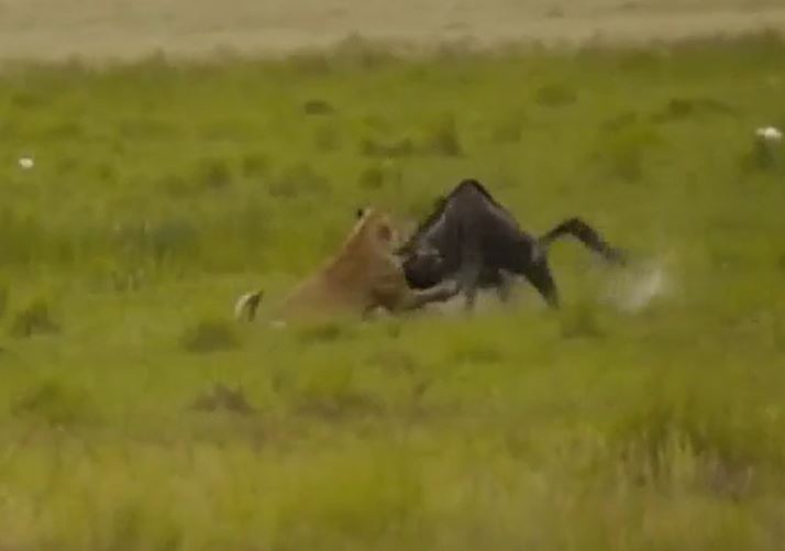 Clip: Linh dương đầu bò trả giá đắt vì cả gan tấn công sư tử