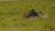 Clip: Linh dương đầu bò trả giá đắt vì cả gan tấn công sư tử