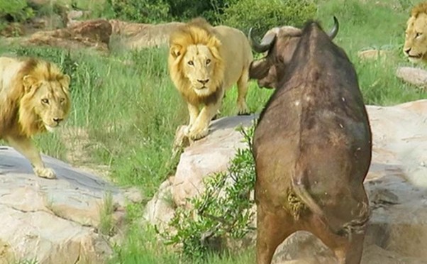 Clip: Liên quân 3 con sư tử đực thiện chiến vây bắt trâu rừng châu Phi