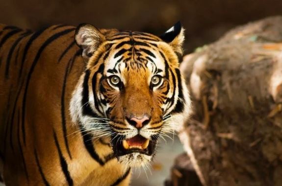 Ngọc Hoàng chỉ đích danh: 3 tuổi vận trình rực rỡ, kiếm tiền như nước đúng Rằm tháng 5