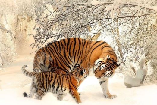 Tử vi ngày 14/6/2024 của 12 con giáp thứ 6: Thìn nhiệt tình, Ngọ cố gắng