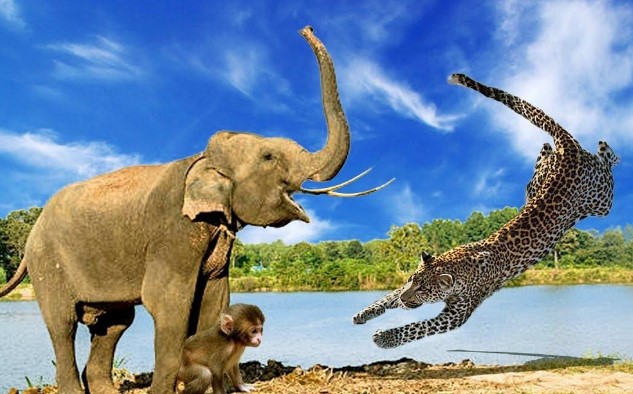 Clip: Kịch tính hơn cả phim hành động, đàn voi liều mình giải cứu khỉ con khỏi móng vuốt báo đốm