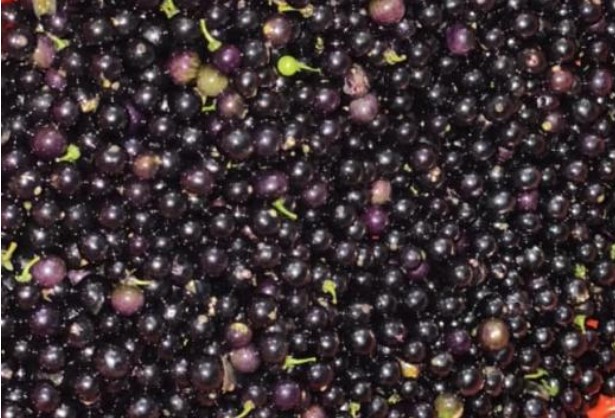 Quả dại mọc ven đường, không ai ngó tới nhưng hóa ra là đặc sản, được bán với giá 300 - 400 nghìn đồng/kg