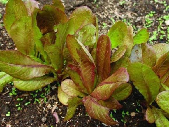 Rau diếp dại mọc đầy đường, ở quê chẳng mấy người ăn nhưng lại là đặc sản phố thị có giá đắt gấp 10 lần rau thường