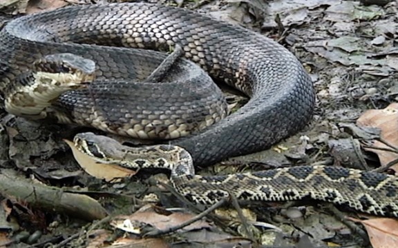 Clip: Cuộc chiến sinh tồn giữa 2 loài rắn độc nhất nước Mỹ