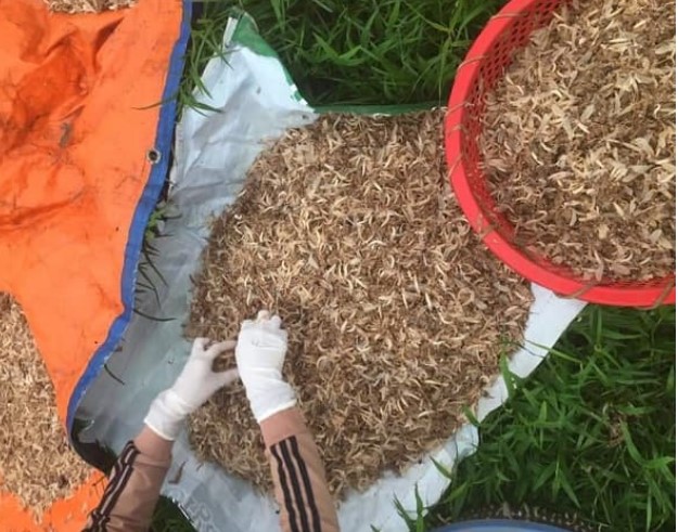 Loại ấu trùng được xem là 'lộc trời' sông Hồng: Sống vài giờ nhưng lưu danh đặc sản, không phải có tiền là mua được