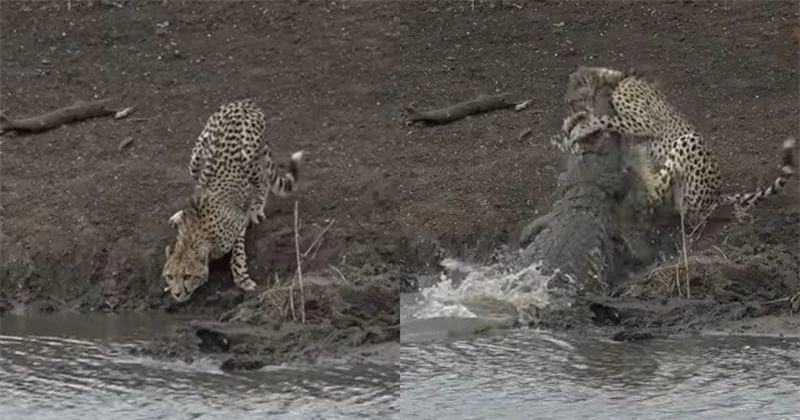 Bất cẩn khi uống nước, báo săn gêpa bị cá sấu chúa kéo xuống hồ ăn thịt