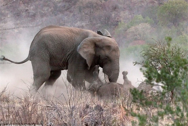 con voi hung hãn tấn công mẹ con nhà tê giác.
