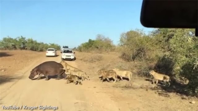 Con hã mã già gần như không còn sức kháng cự. Ảnh: Kruger Sightings. Con hã mã già gần như không còn sức kháng cự. Ảnh: Kruger Sightings.