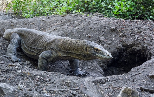 Cách thức độc đáo giúp rồng Komodo hạ gục con mồi to gấp 5 lần ảnh 1 Cách thức độc đáo giúp rồng Komodo hạ gục con mồi to gấp 5 lần ảnh 1