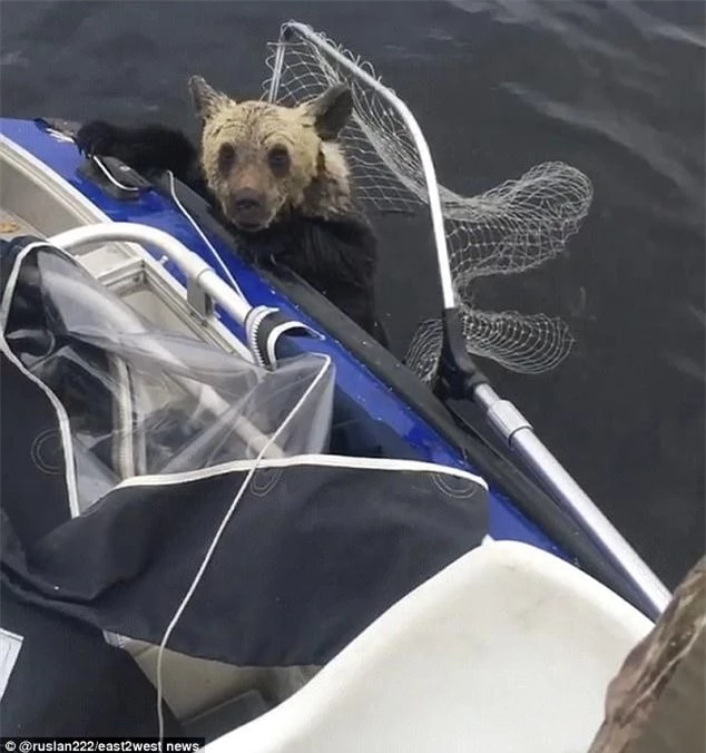Người ngư dân tốt bụng đã dùng lưới để giúp những con gấu lên được thuyền.