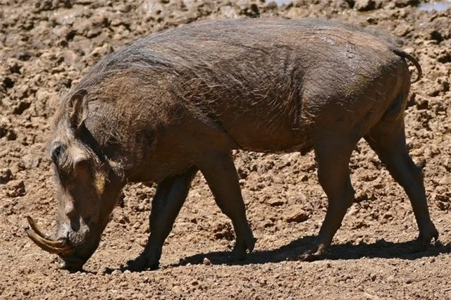 Ở châu Phi, lợn bướu là con mồi béo bở của các loài động vật săn mồi bậc cao.