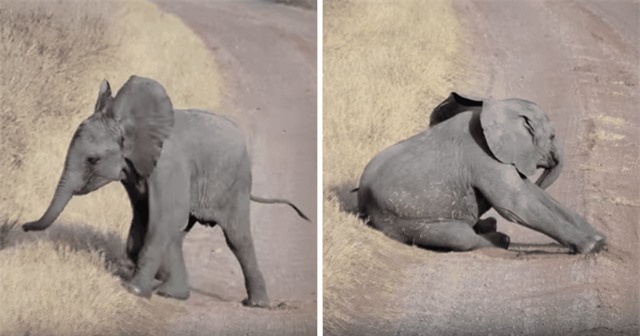 "Cũng chỉ vì con muốn mẹ chú ý hơn thôi", voi con nghĩ. "Cũng chỉ vì con muốn mẹ chú ý hơn thôi", voi con nghĩ.