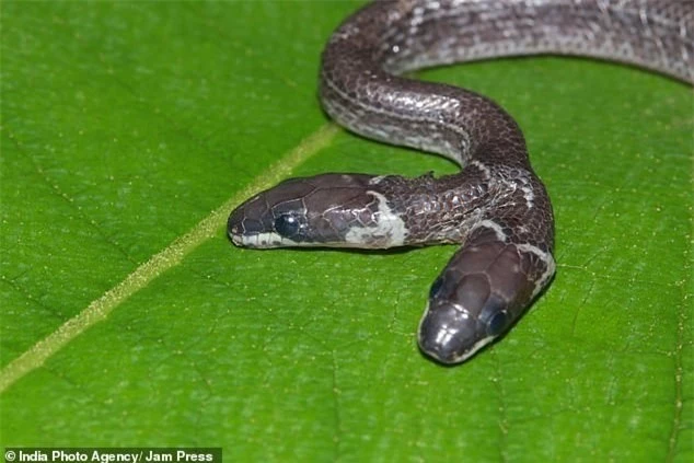 Siêu hiếm trong tự nhiên: Con rắn có hai đầu hoạt động độc lập với nhau ảnh 1