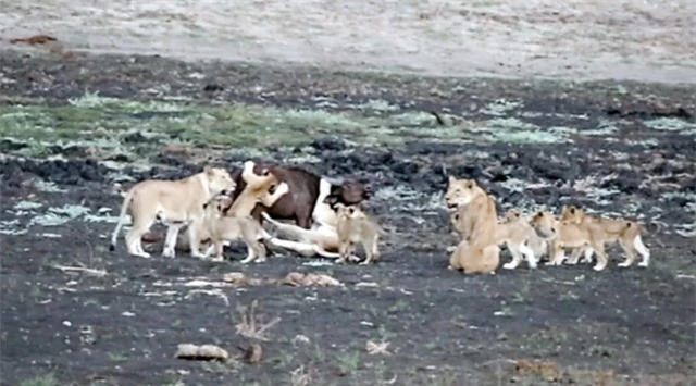 Sư tử mẹ bắt trâu về dạy đàn con nhỏ cách săn mồi ảnh 1