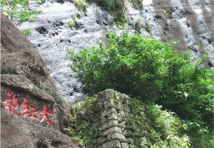 Những cây Đại Hồng Bào mẹ trên Vũ Di Sơn, tỉnh Phúc Kiến, Trung Quốc. (Ảnh: Sohu)