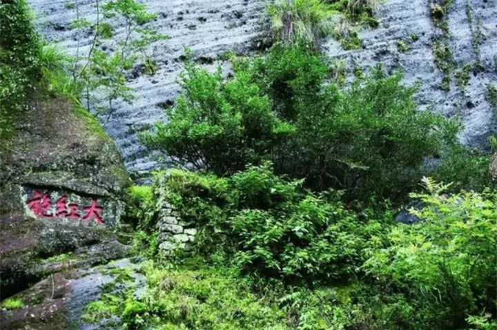 Những cây Đại Hồng Bào mẹ đã tồn tại hơn 360 năm. (Ảnh: Baidu)