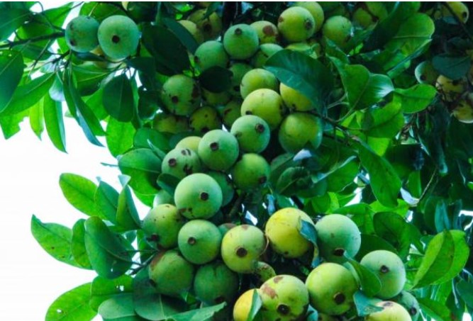 Loại quả chua từng mọc dại đầy đường giờ là đặc sản 'hiếm có khó tìm', giá đắt gấp 4 lần sấu